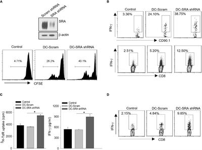 SRA inhibition improves antitumor potency of antigen-targeted chaperone vaccine